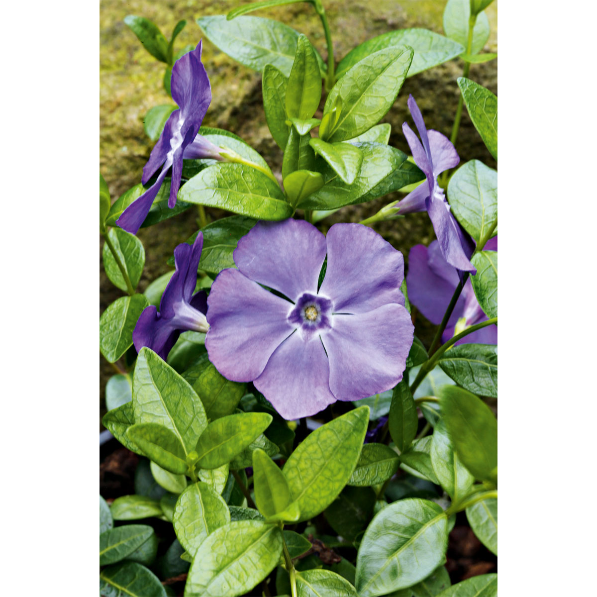 Plantiflor  Immergrün Topf Dm 9,5 cm Bild 2