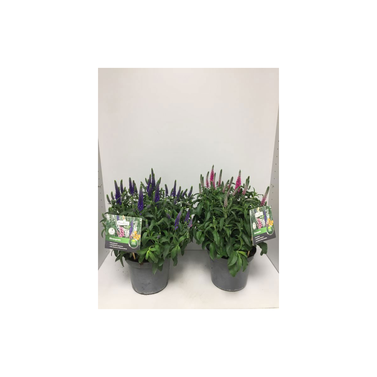 Plantiflor Ehrenpreis verschiedene Farben Topf Durchmesser 19 cm