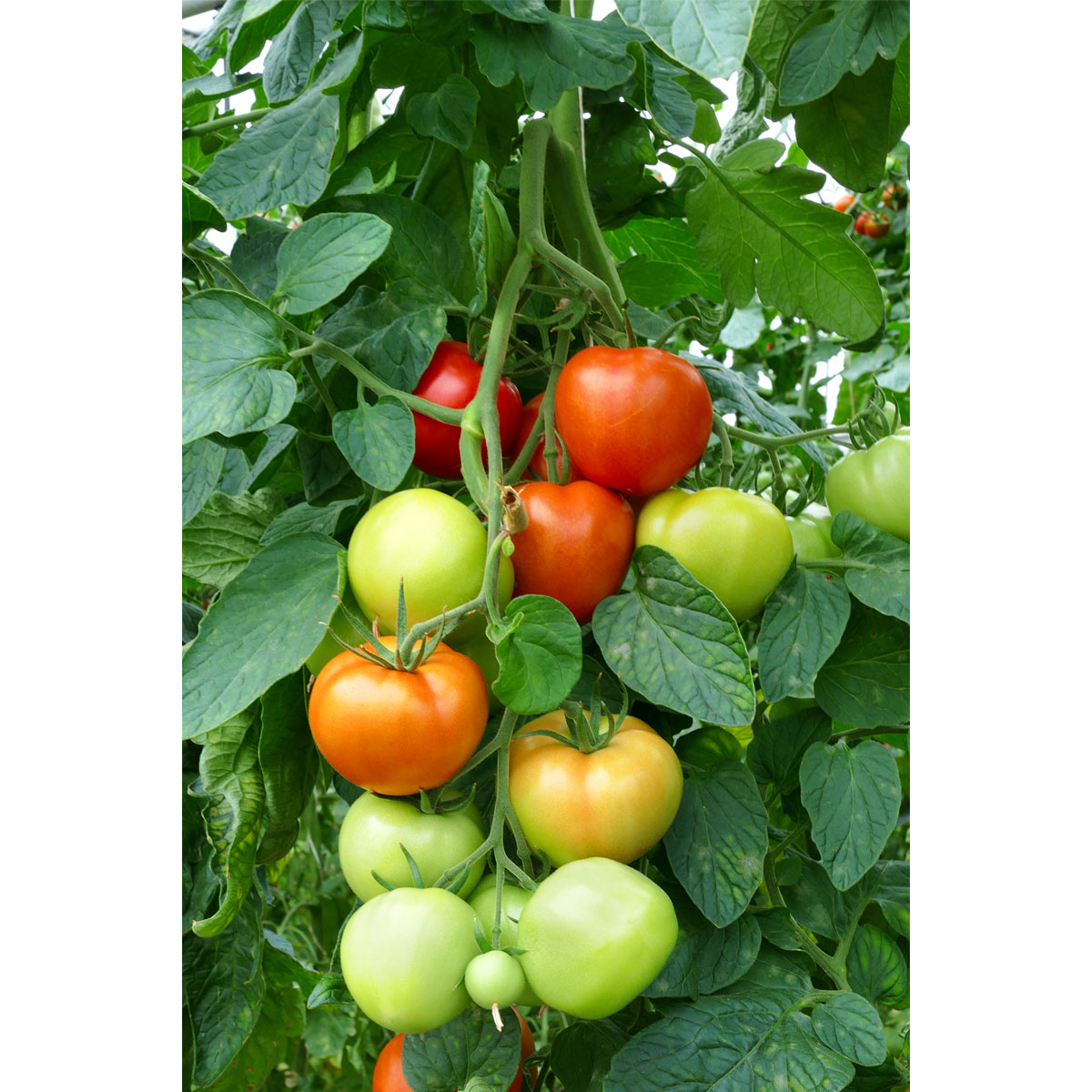 Plantiflor Veredelte Salattomate Topf Durchmesser 12 cm Bild 4