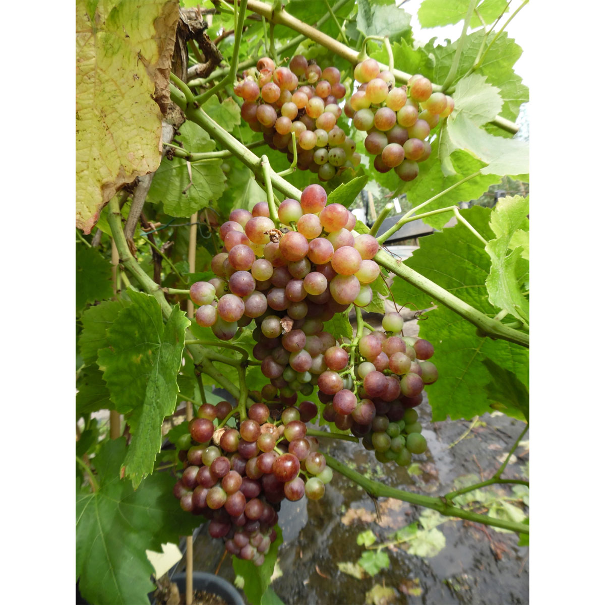 Weinrebe Kourgan Rose blau | K000046317