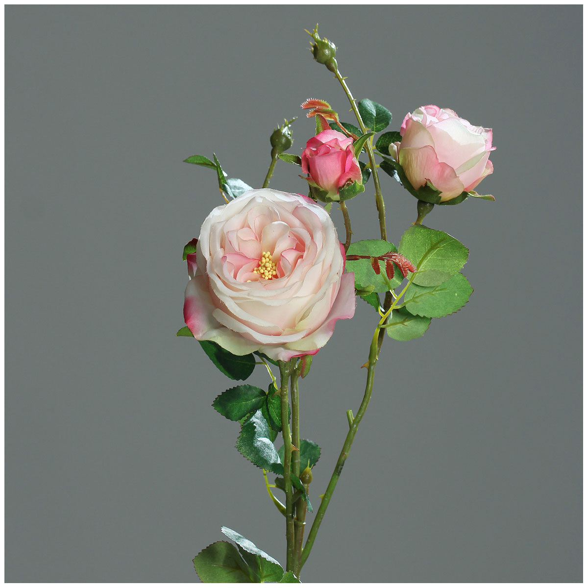 Rose mit Knospen 60 cm pink/weiß