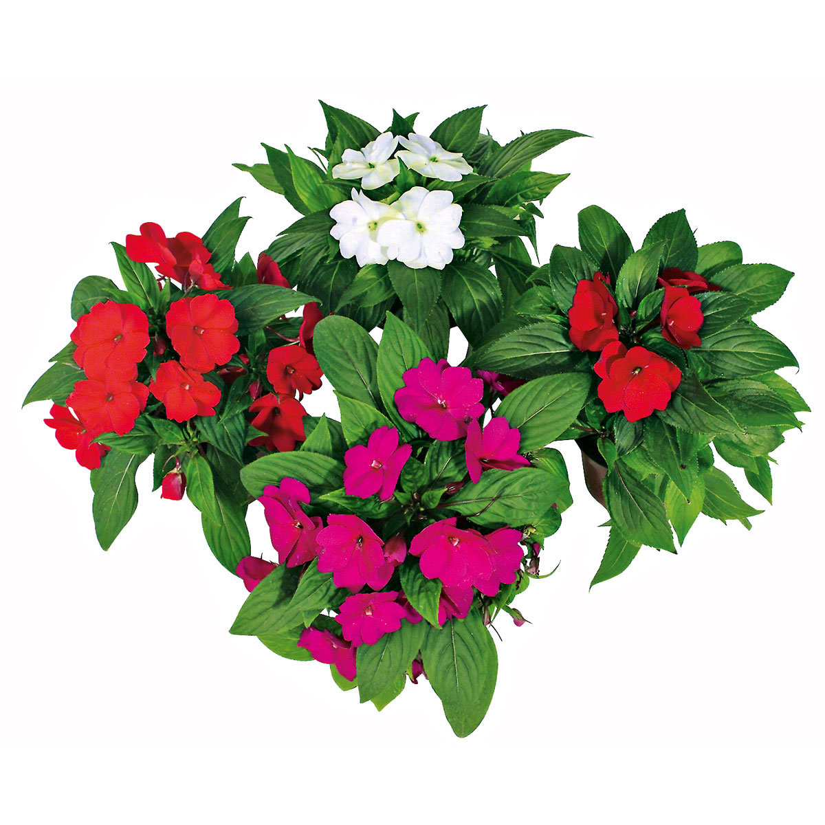 Plantiflor  Edellieschen T12 versch Farben