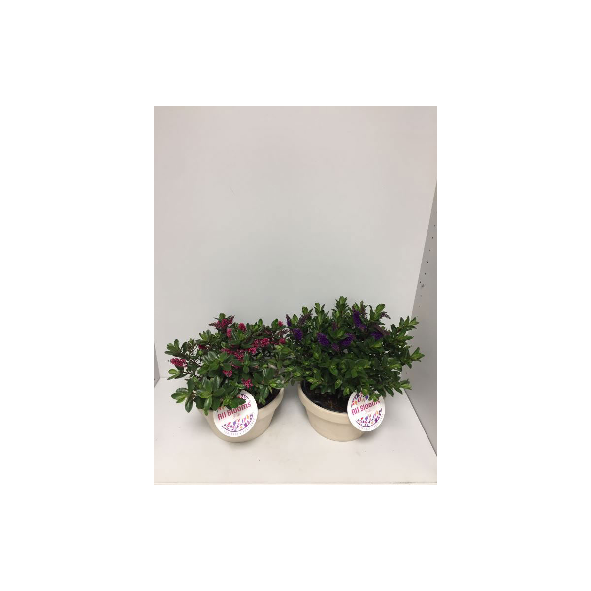 Plantiflor  Strauchveronika All Blooms verschiedene Farben T21 Bild 2