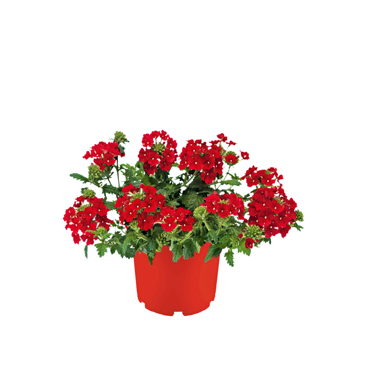 Plantiflor  Verbene verschiedene Farben T13 Bild 4