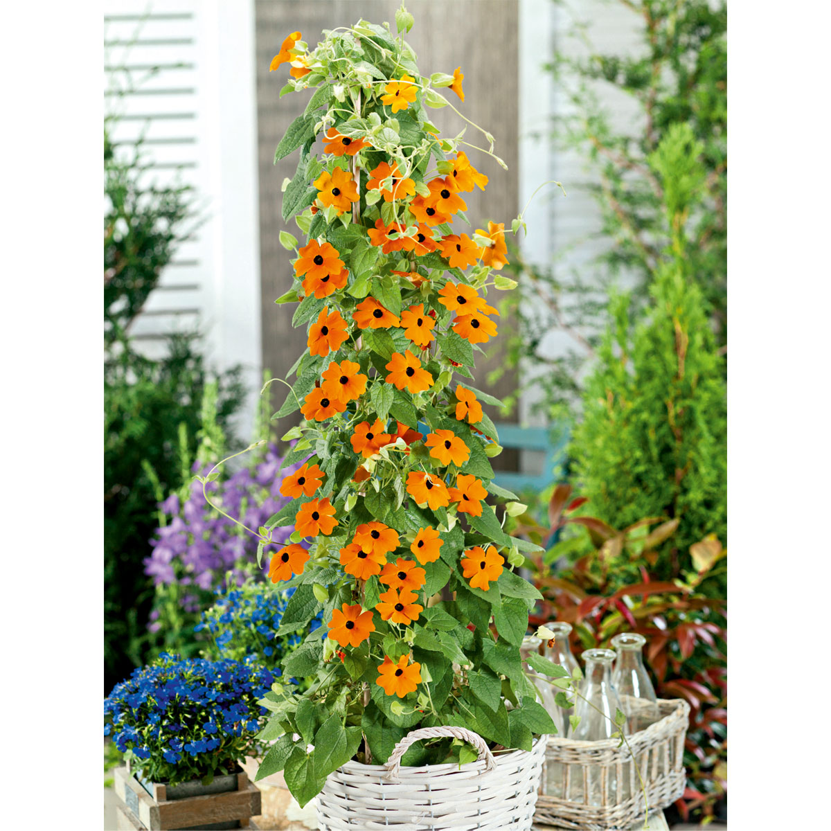 Plantiflor  Schwarzäugige Susanne Topf Durchmesser 12 cm Bild 2