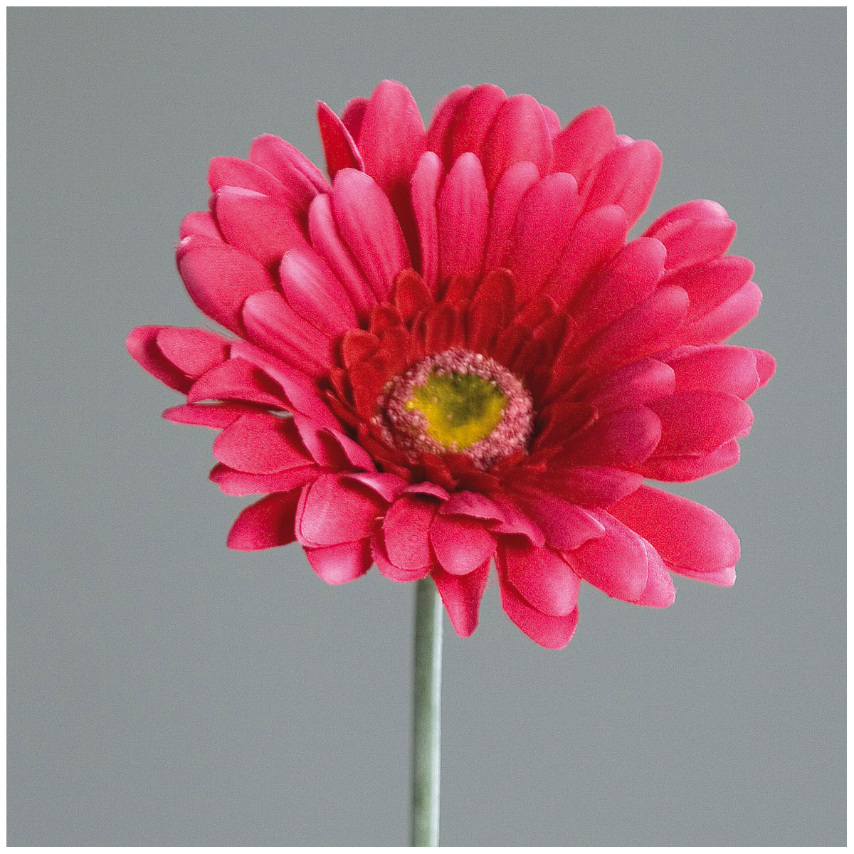 Gerbera 56 cm fuchsia