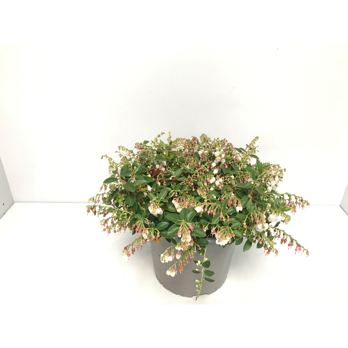 Plantiflor  Scheinbeere blühend Neuzüchtung T17 Plantiflor  Scheinbeere blühend Neuzüchtung T17
