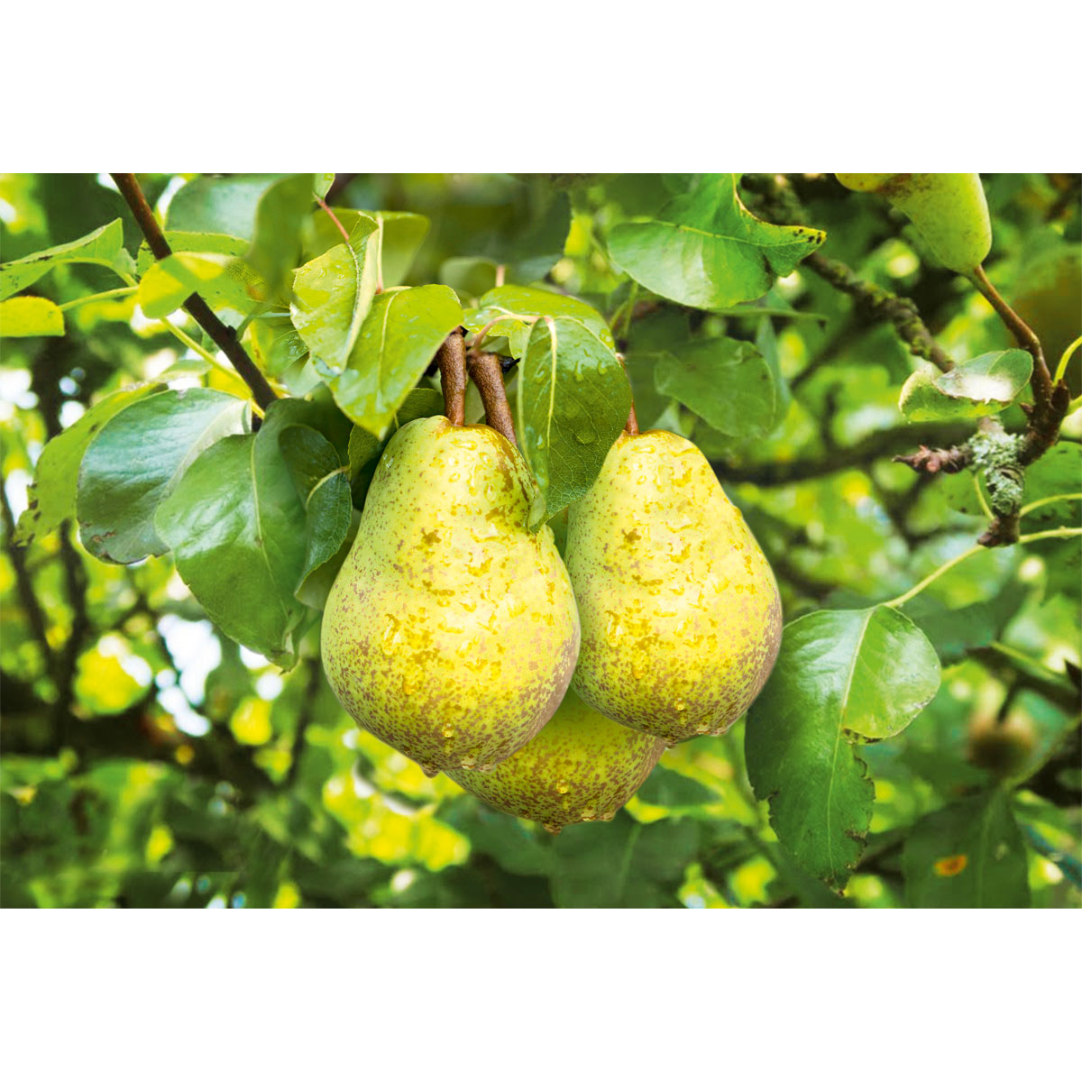 Plantiflor Sommerbirne Williams Christ Busch Topf Durchmesser 28 cm Bild 2