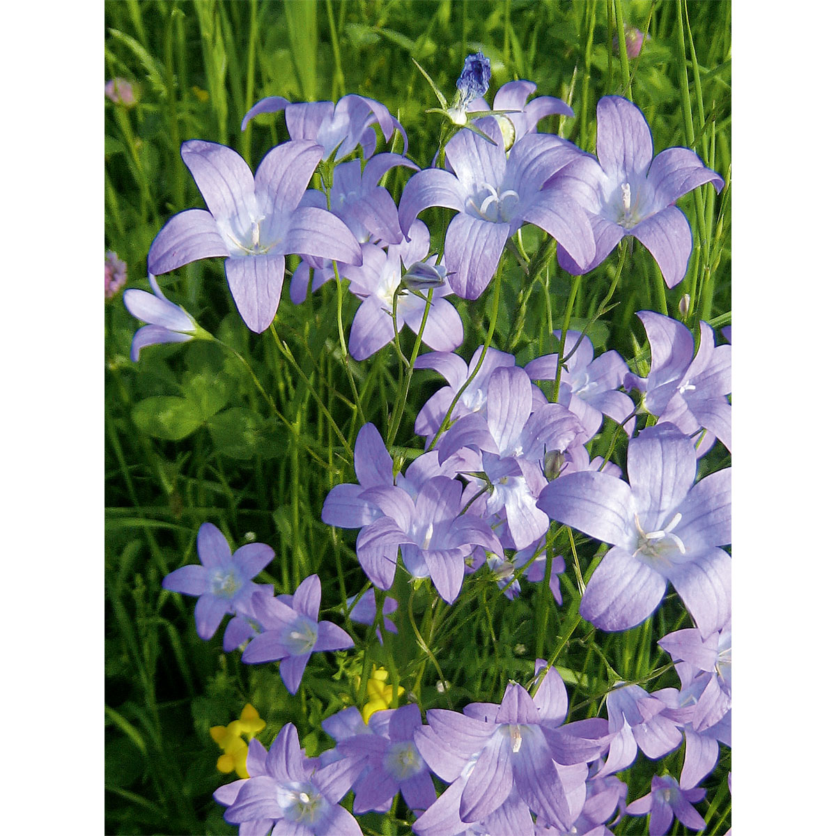 Plantiflor  Staude P19 verschiedene Sorten Bild 5