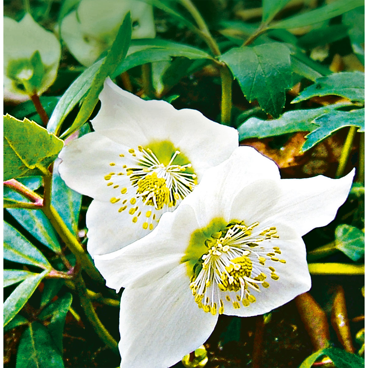 Plantiflor  Christrose Topf Durchmesser 15 cm Bild 2