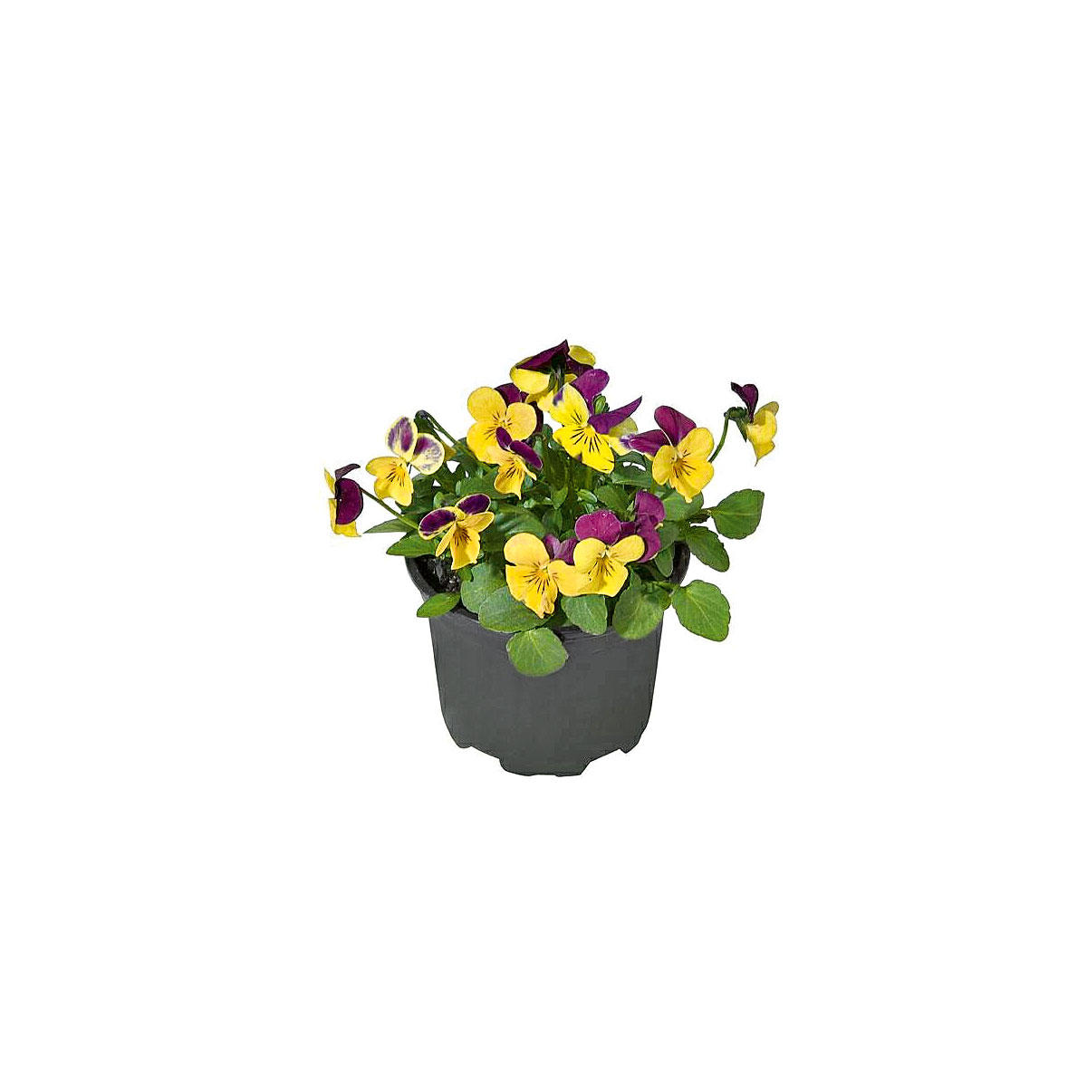 Plantiflor  Hornveilchen Topf Durchmesser 9 cm Bild 4