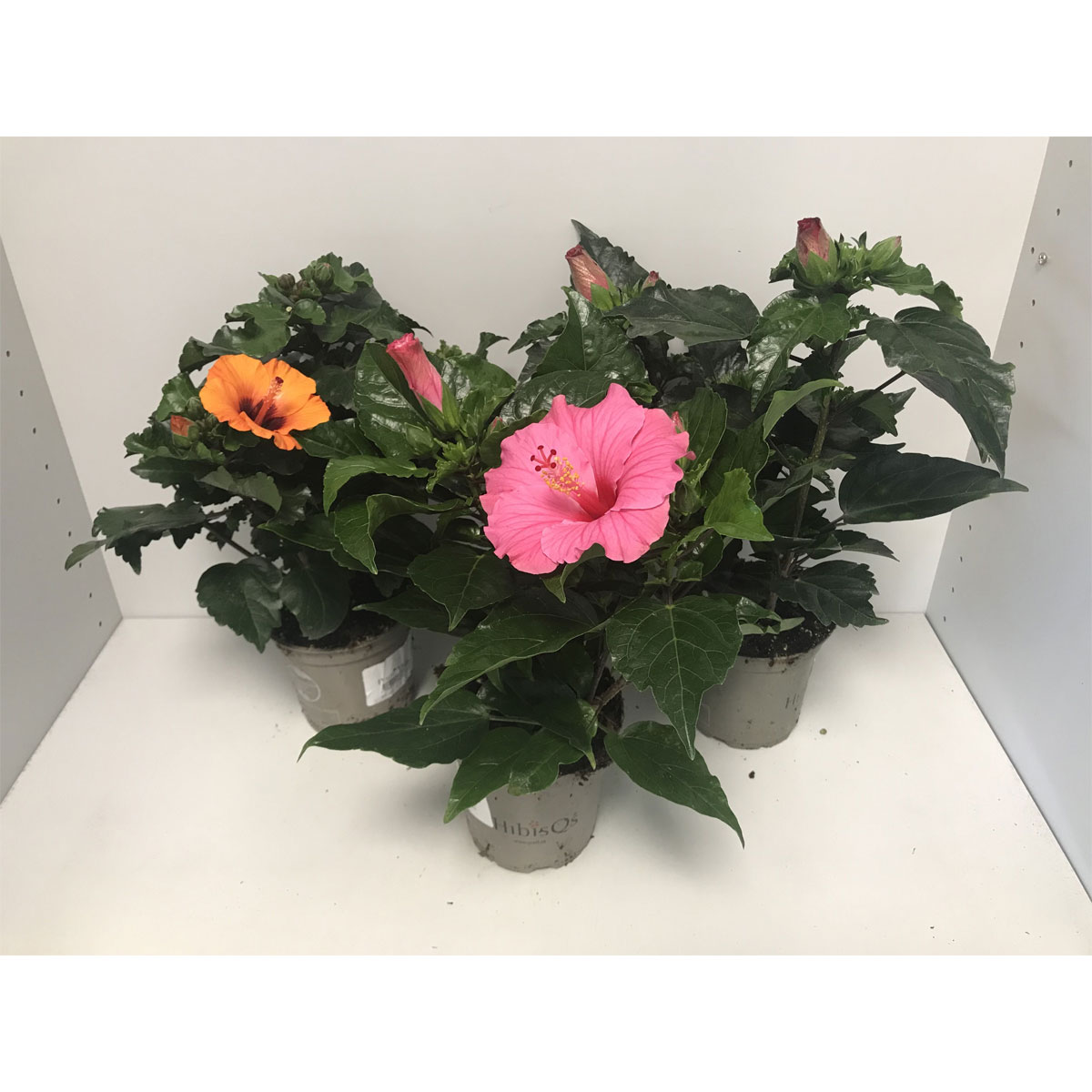 Plantiflor Hibiskus Longlife verschiedene Farben T13 18297