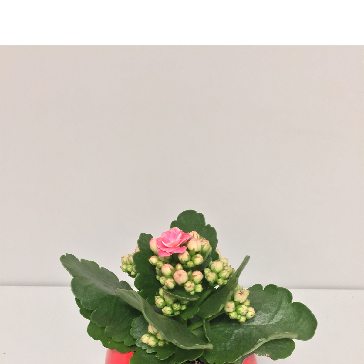 Plantiflor  Flammendes Kätzchen in Herz-Keramik T6