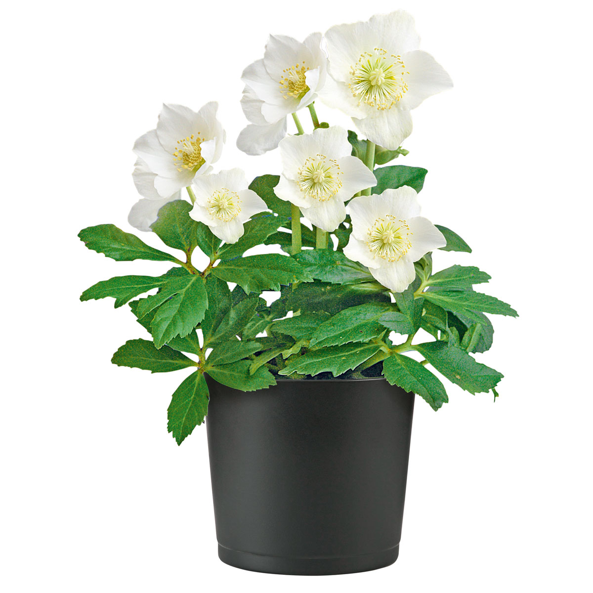 Plantiflor  Christrose Christmas Carol Top Durchmesser 12 cm Bild 1