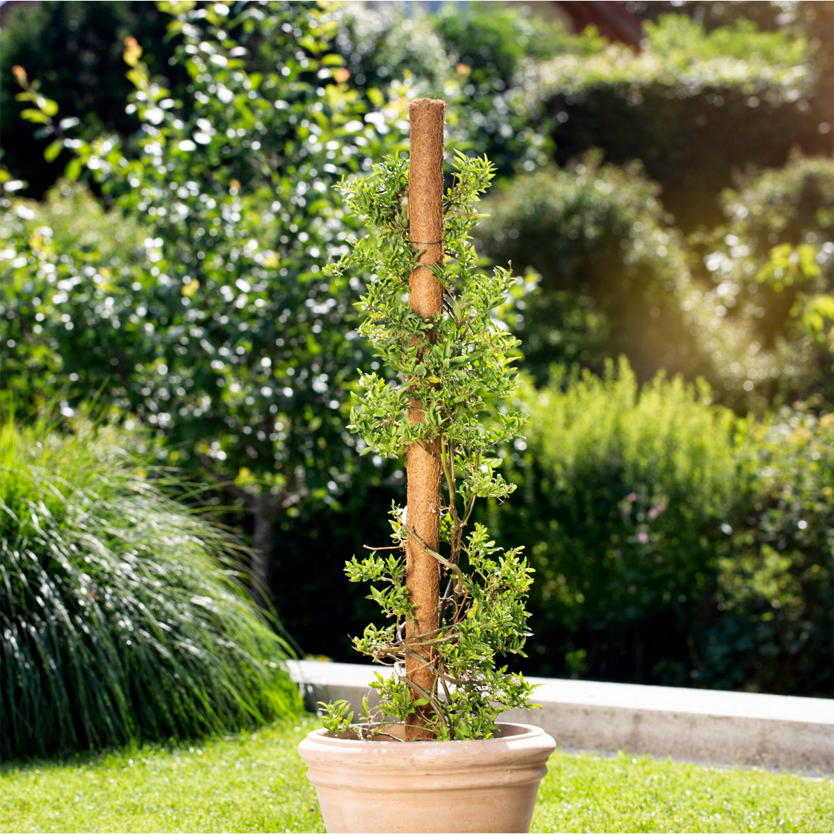 Windhager  Kokos-Pflanzstäbe 80 cm Bild 3