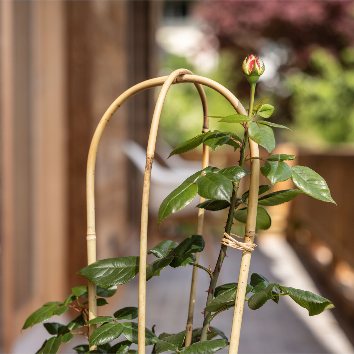 Windhager  Bambus-Rankbogen 60 cm Bild 3