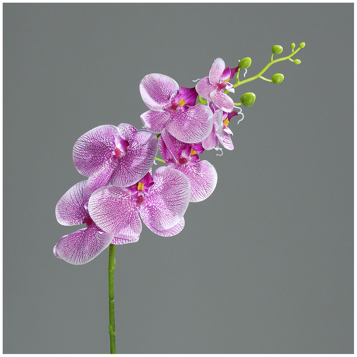 Orchidee-Phalänopsis mit 7 Blueten 83 cm purple-white Orchidee-Phalänopsis mit 7 Blueten 83 cm purple-white