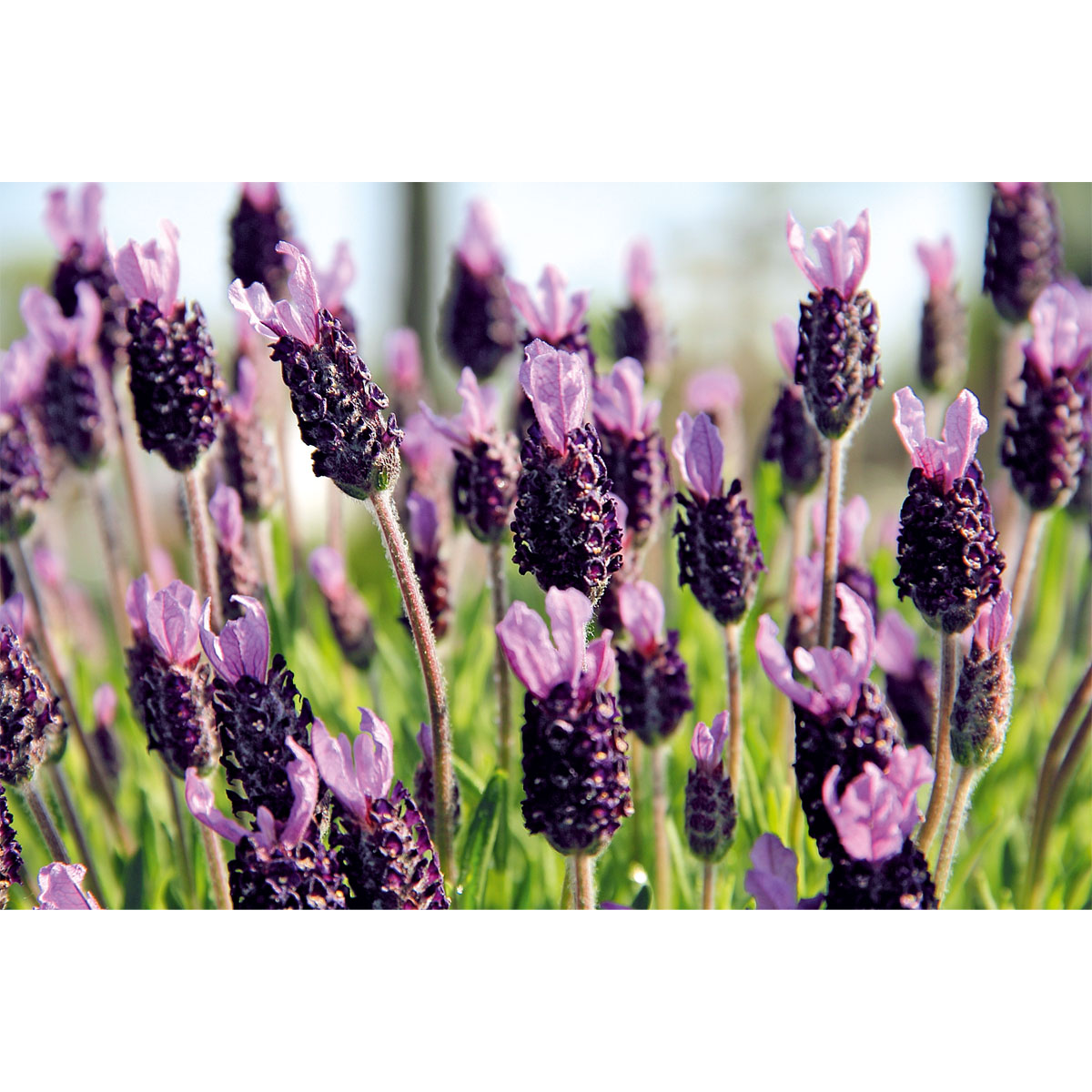 Plantiflor Echter Lavendel 6er-Pack Bild 2