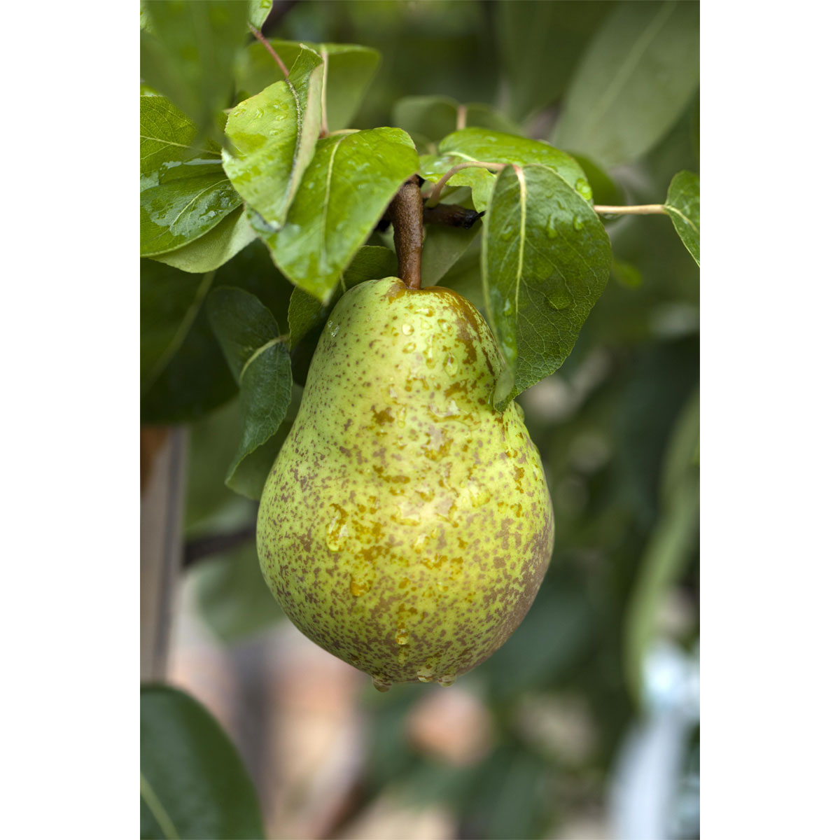 Plantiflor Sommerbirne Williams Christ Busch Topf Durchmesser 28 cm Bild 1