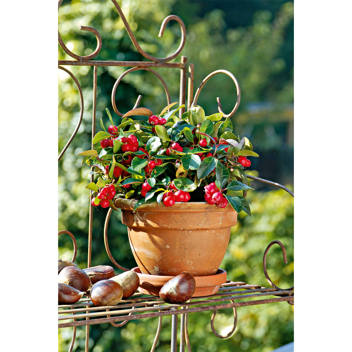 Plantiflor  Rebhuhnbeere Topf Durchmesser 10,5 cm Bild 5