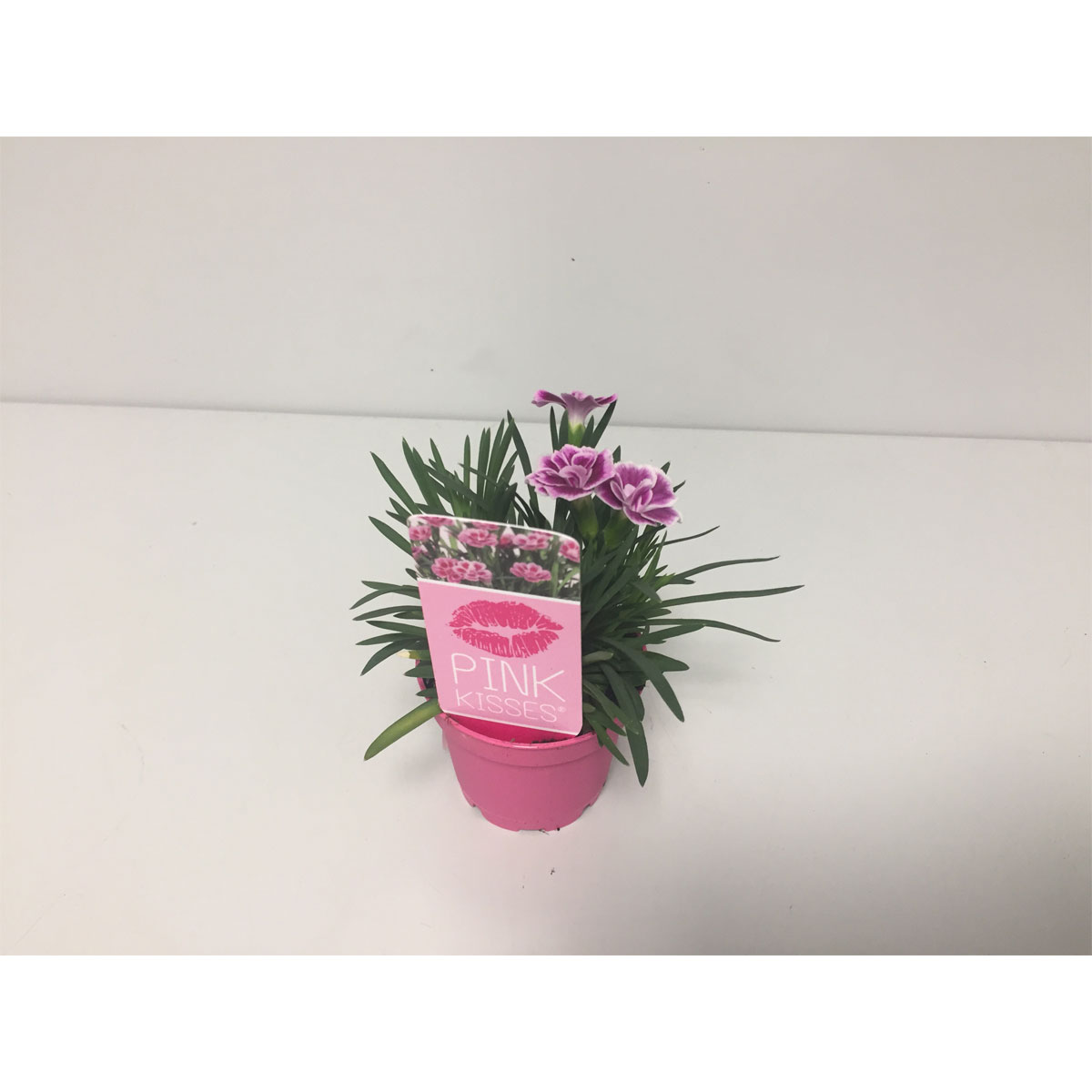 Plantiflor  Stauden-Nelke Pink Kisses T6