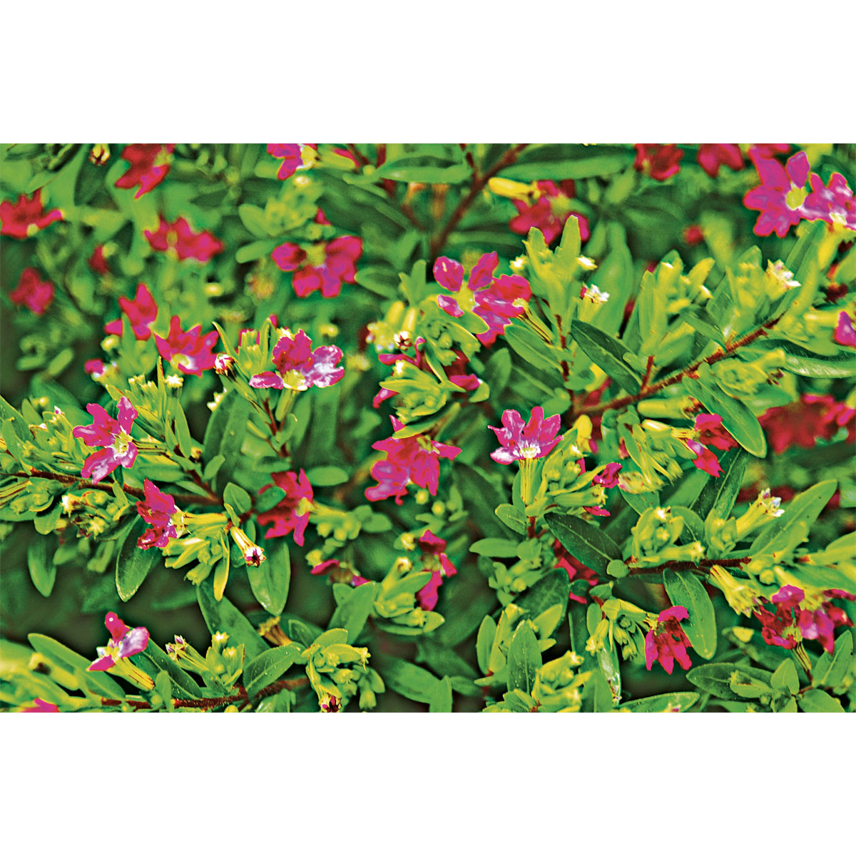Plantiflor  Japanische Scheinmyrthe Flori Glory Topf 11 cm Bild 6