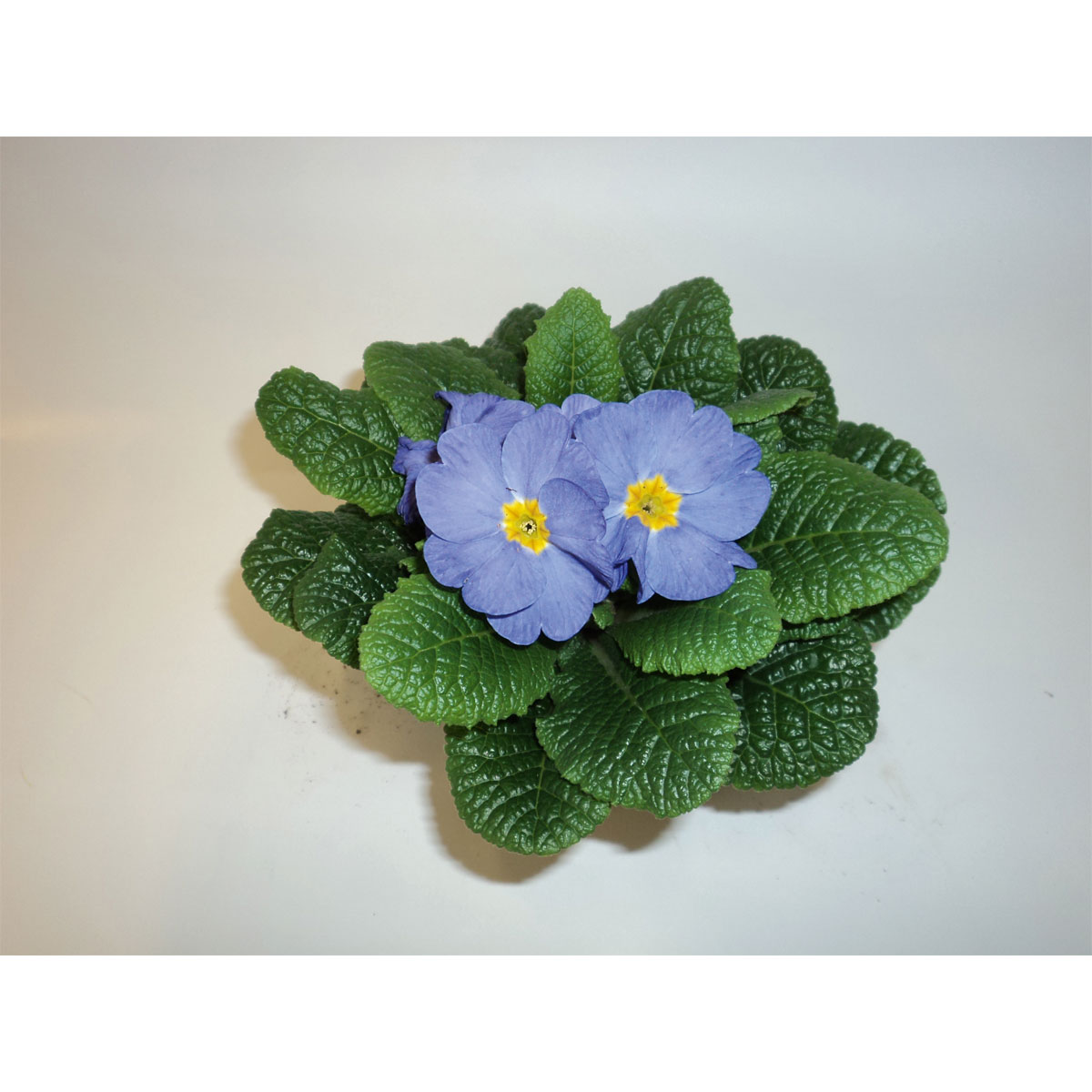 Plantiflor  Primeln Sonderfarben Topf Durchmesser 11 cm Bild 3