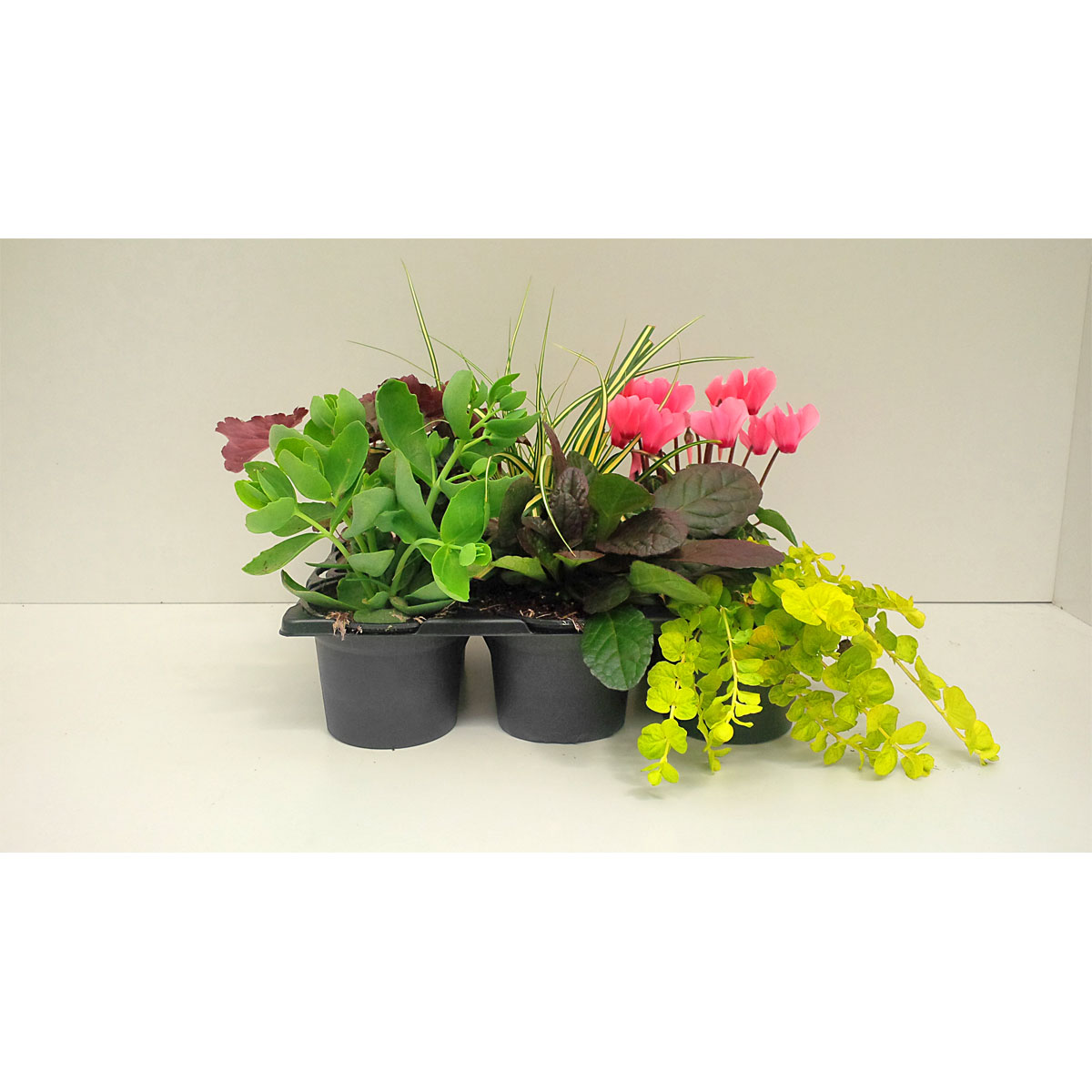 Plantiflor Herbstgarten 6er-Pack Topf Durchmesser 9 cm Bild 2