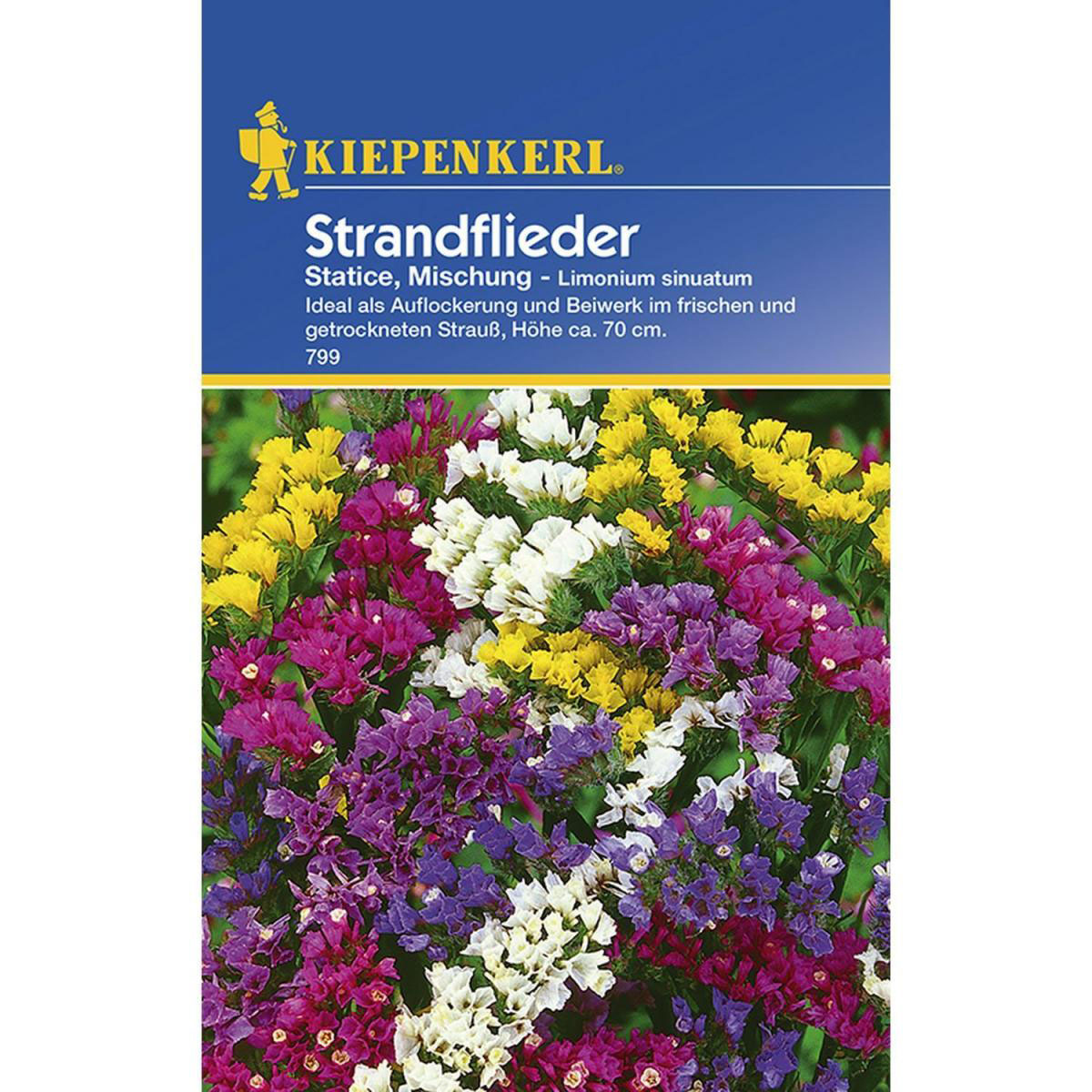 Kiepenkerl Statice Mischung Bild 1