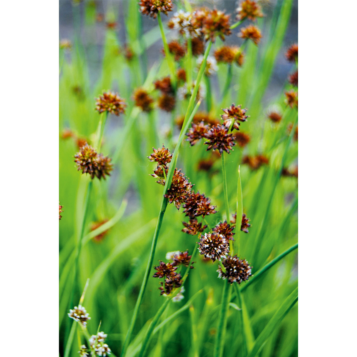 Plantiflor  Zwergbinse verschiedne Sorten Topf Durchmesser 9 cm Plantiflor  Zwergbinse verschiedne Sorten Topf Durchmesser 9 cm