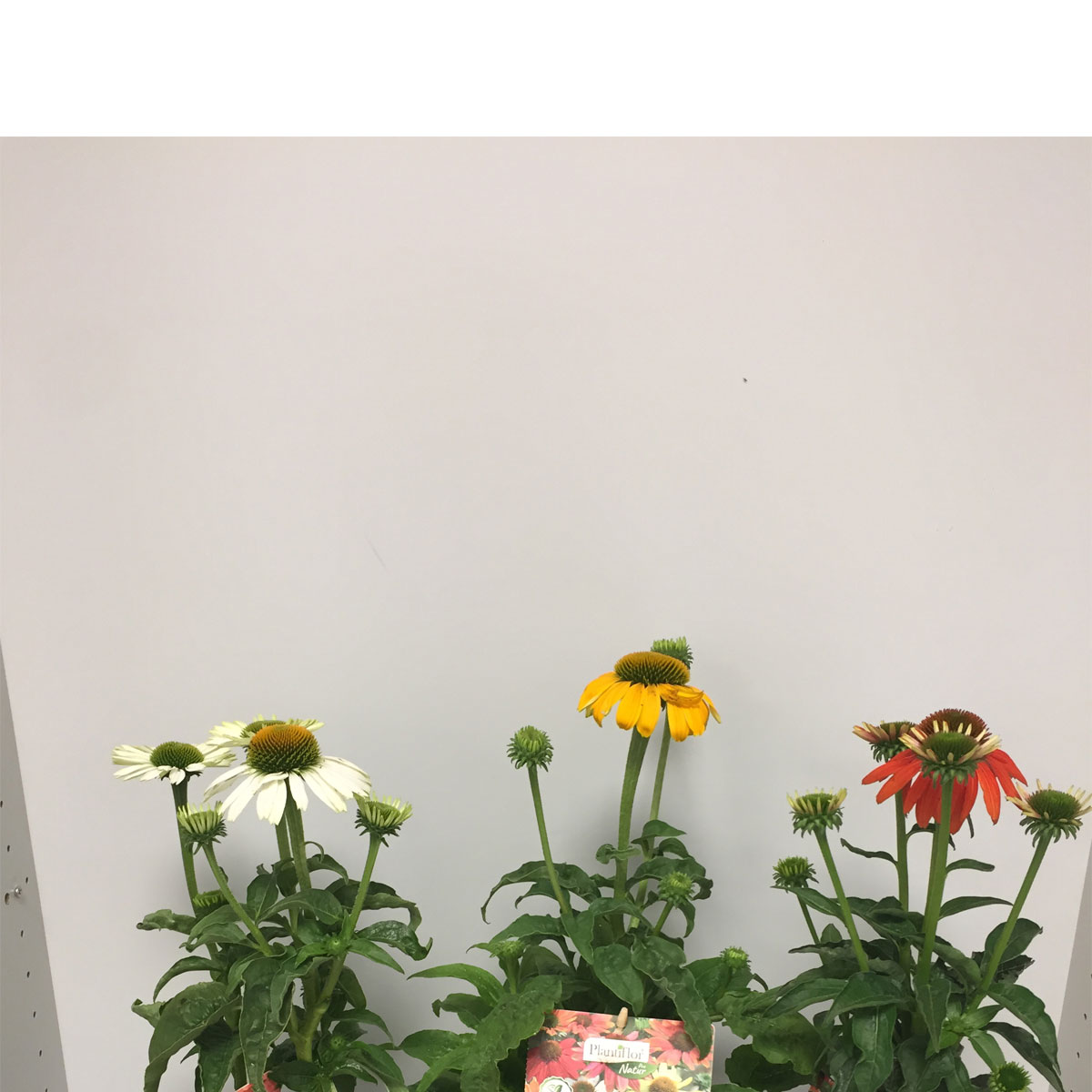 Plantiflor  Purpur-Sonnenhut Topf Durchmesser 13 cm