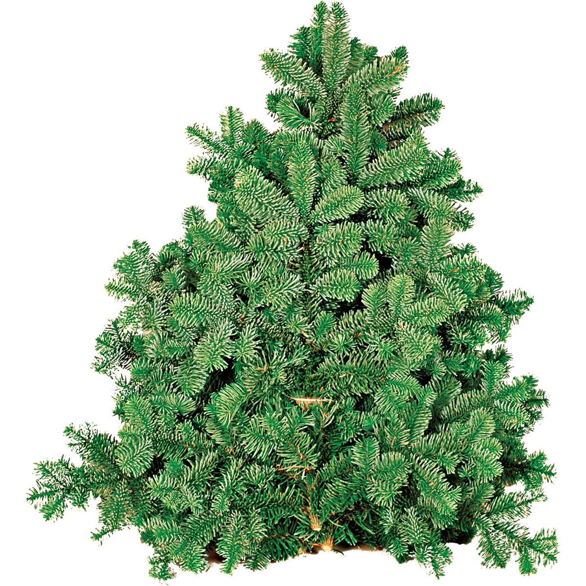 Plantiflor  Tannenzweige Nordmanntanne Handbund 500 g Bild 1