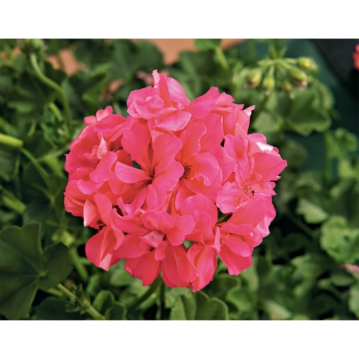 Geranie hängend verschieden Farben Topf Durchmesser 12 cm Bild 3