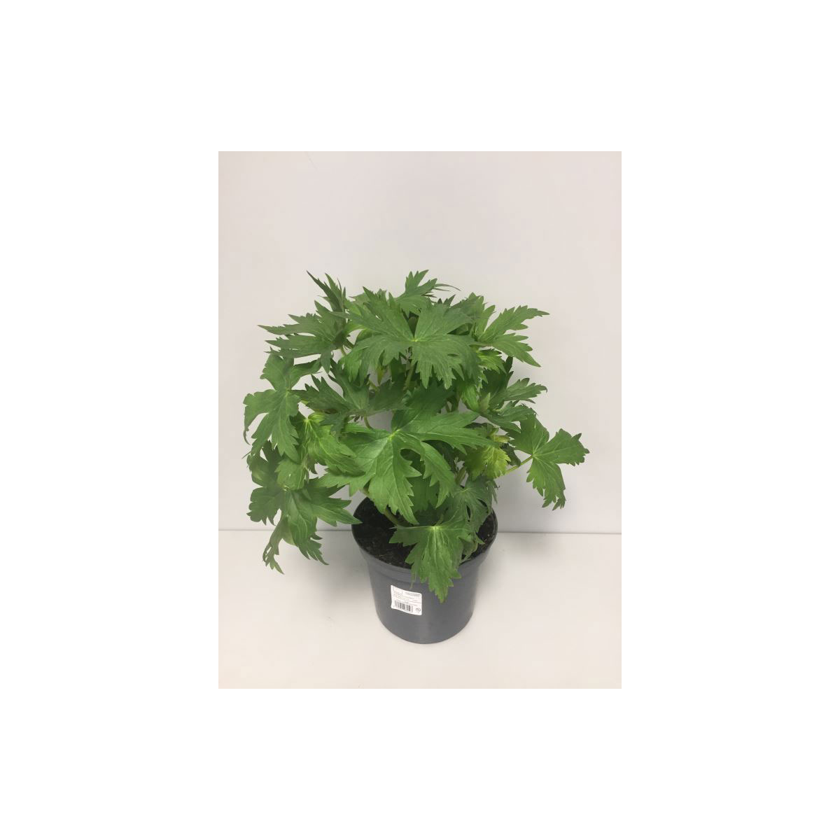 Plantiflor  Rittersporn Morgentau Topf Durchmesser 19 cm Plantiflor  Rittersporn Morgentau Topf Durchmesser 19 cm