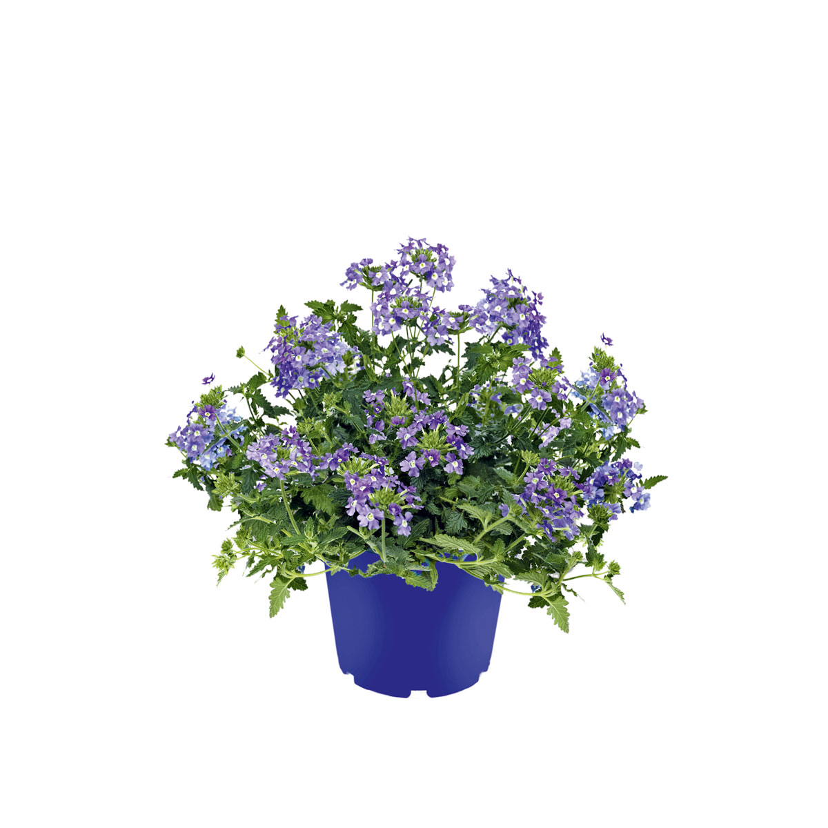 Plantiflor  Verbene verschiedene Farben T13