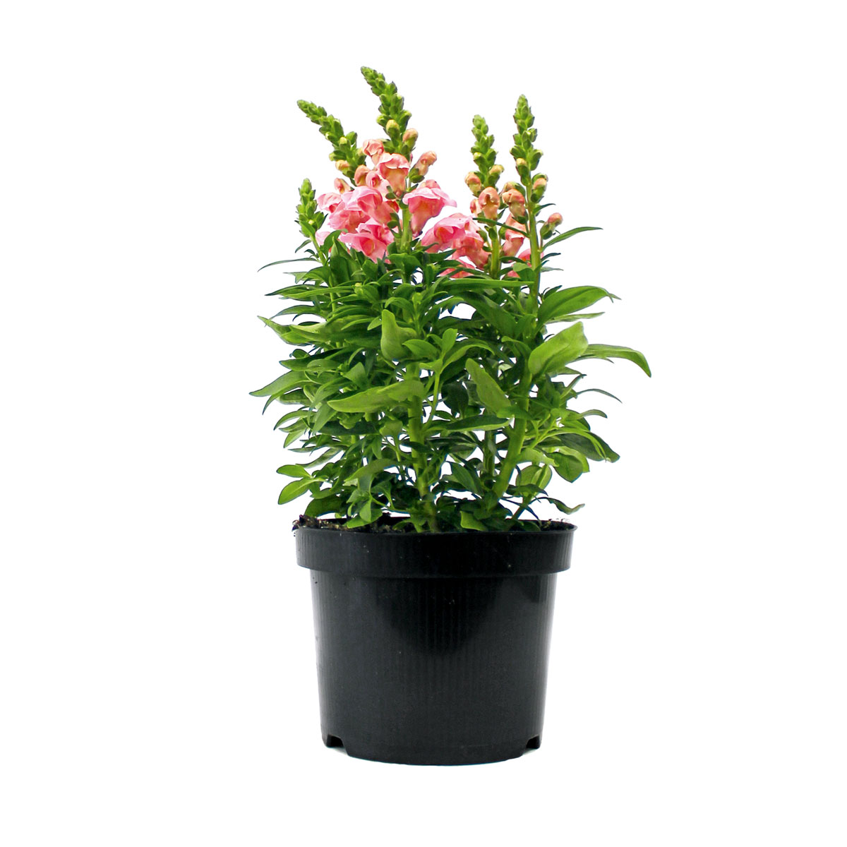 Plantiflor  Löwenmäulchen Topf Durchmesser 13 cm