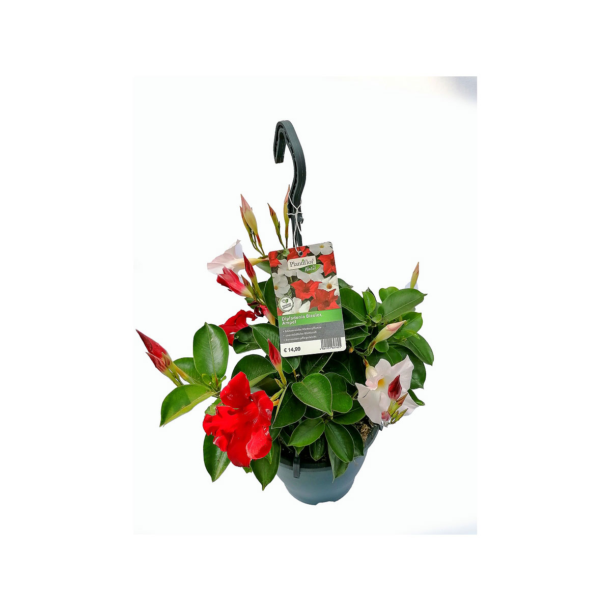 Plantiflor  Dipladenie Ampel 20-25 cm T19