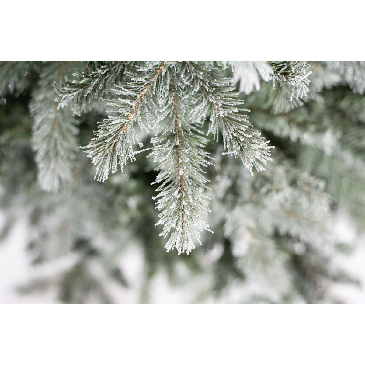 Evergreen Künstlicher Weihnachtsbaum Frost Fichte 116x180cm Grün Weiß Bild 6