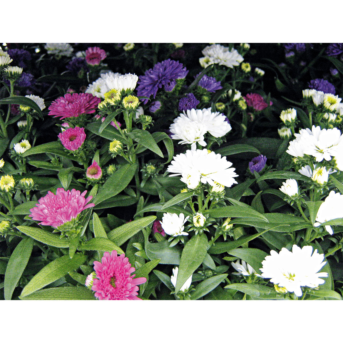 Plantiflor  Herbstaster Trio Topf Durchmesser 13 cm Bild 4