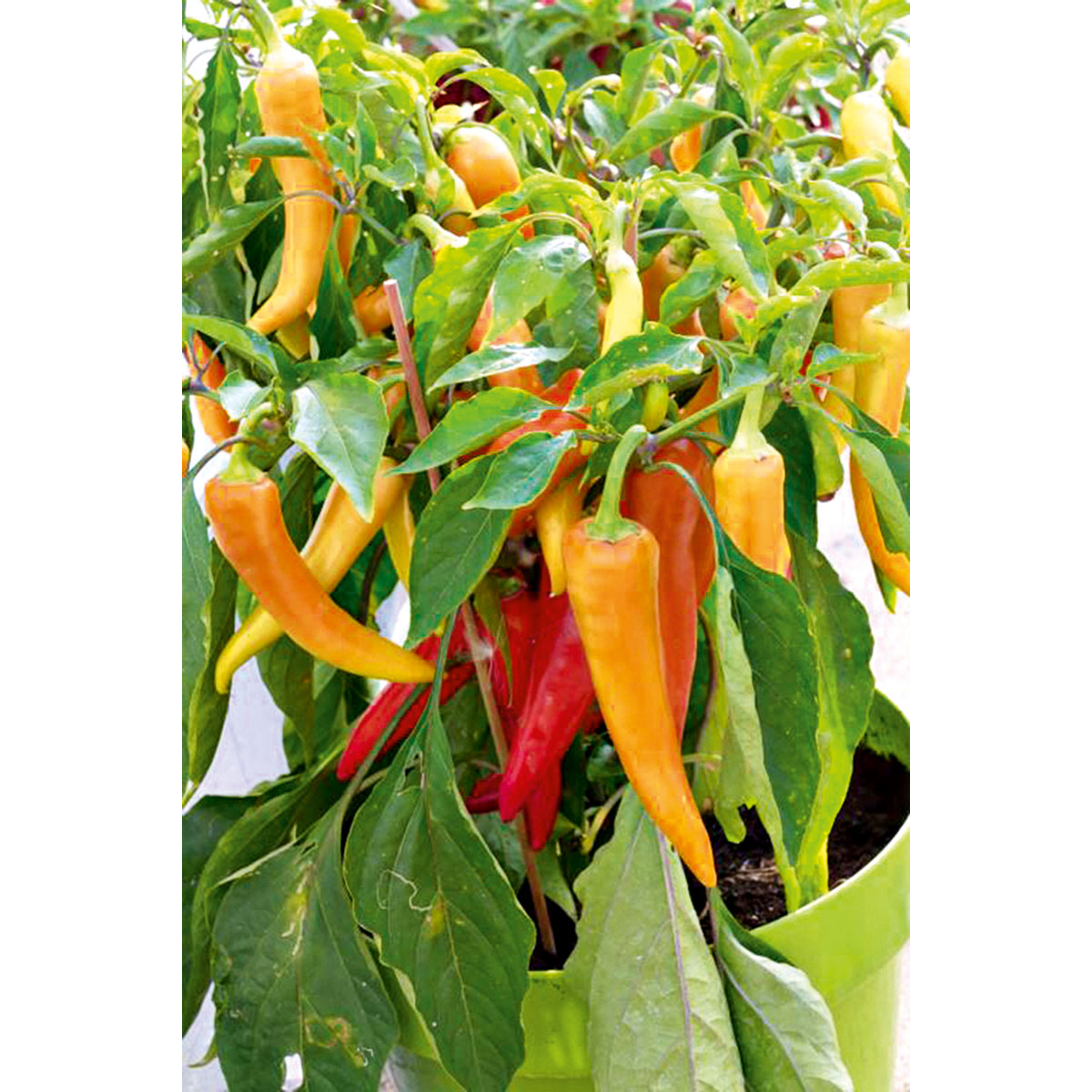 Plantiflor  Grillpaprika Sweet Banana Topf Durchmesser 10,5 cm