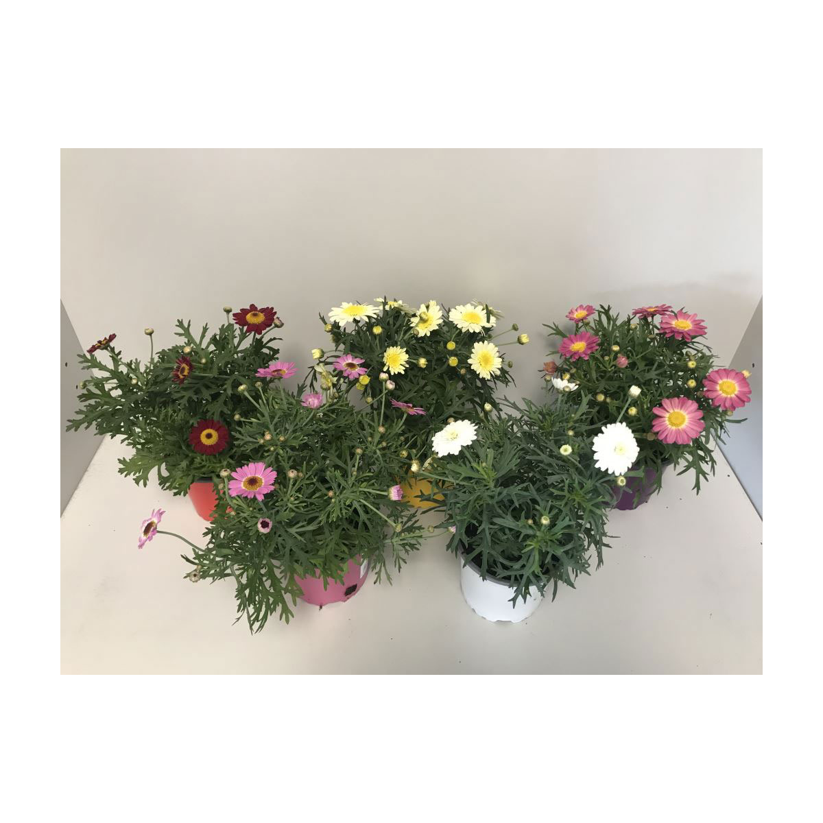 Plantiflor  Bunte Margeriten Crazy Daisy 20 cm T10,5