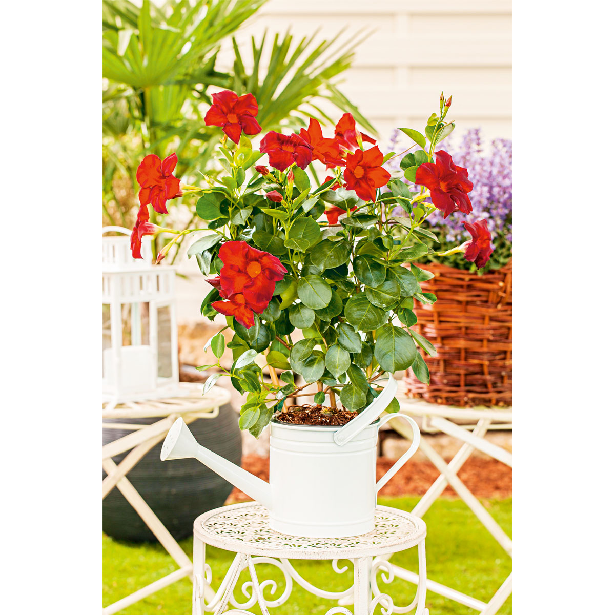 Plantiflor  Dipladenia Sundaville am Spalier Topf- Durchmesser 14 cm Bild 4