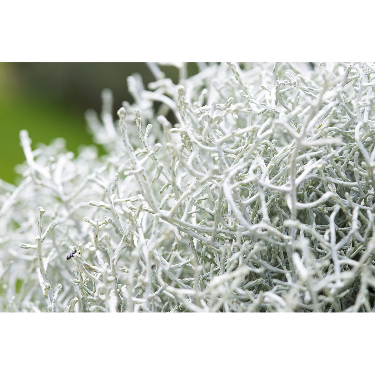 Plantiflor  Silberkörbchen Topf Durchmesser 10,5 cm Bild 3