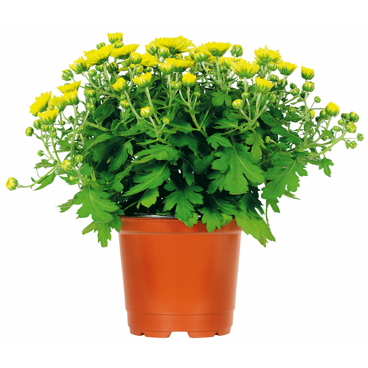 Plantiflor  Chrysanthemenbüsche Mix Topf Durchmesser 13 cm