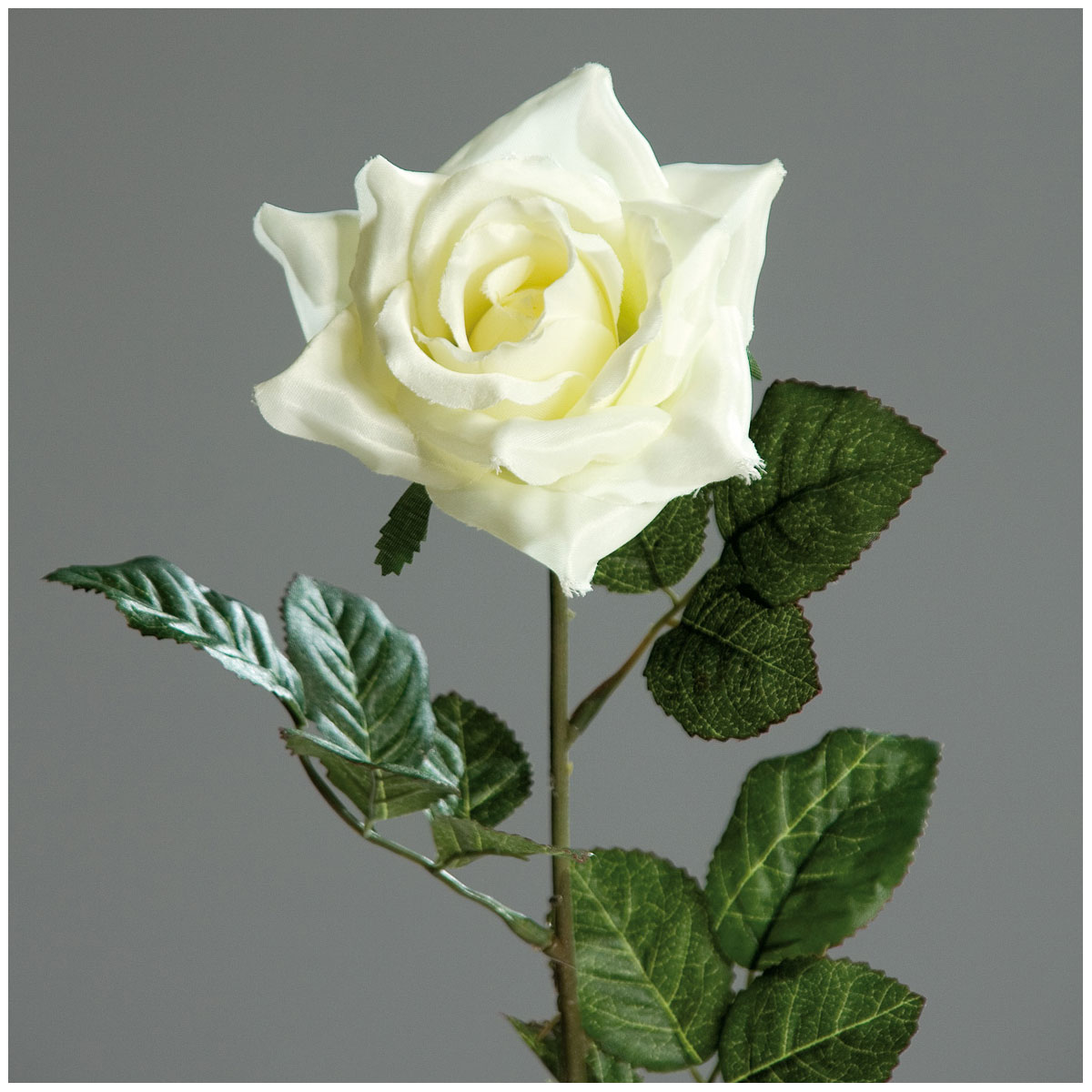 Promotion-Satin-Rose 60 cm cream Promotion-Satin-Rose 60 cm cream