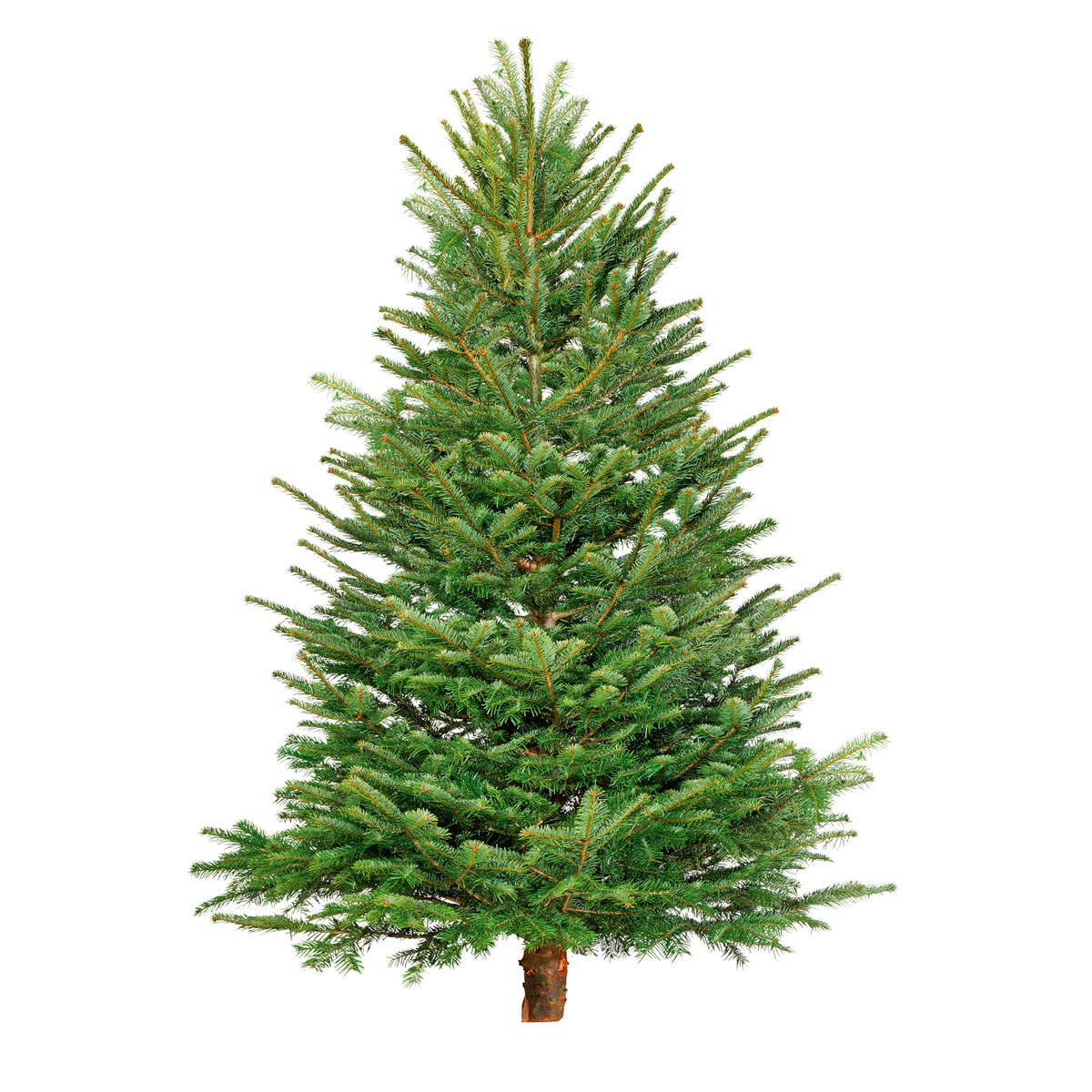 Plantiflor BIO Nordmanntanne 150-190 cm  Bild 1