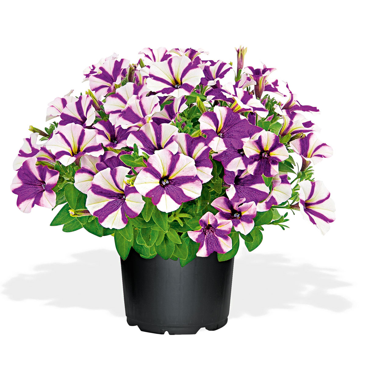 Plantiflor  Petunia Topf Durchmesser 12 cm