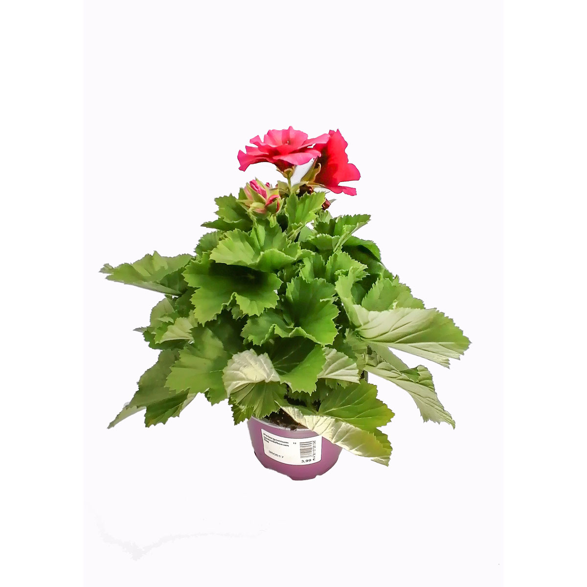 Plantiflor Edelgeranie Lila T12