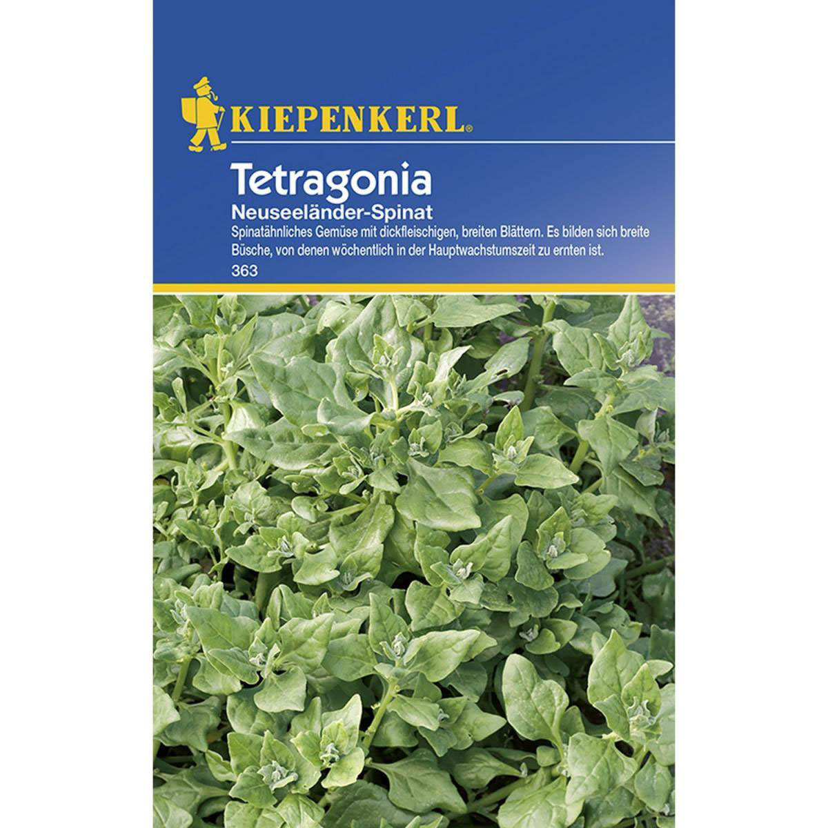 Kiepenkerl Tetragonia Neuseeländer Spinat Bild 1