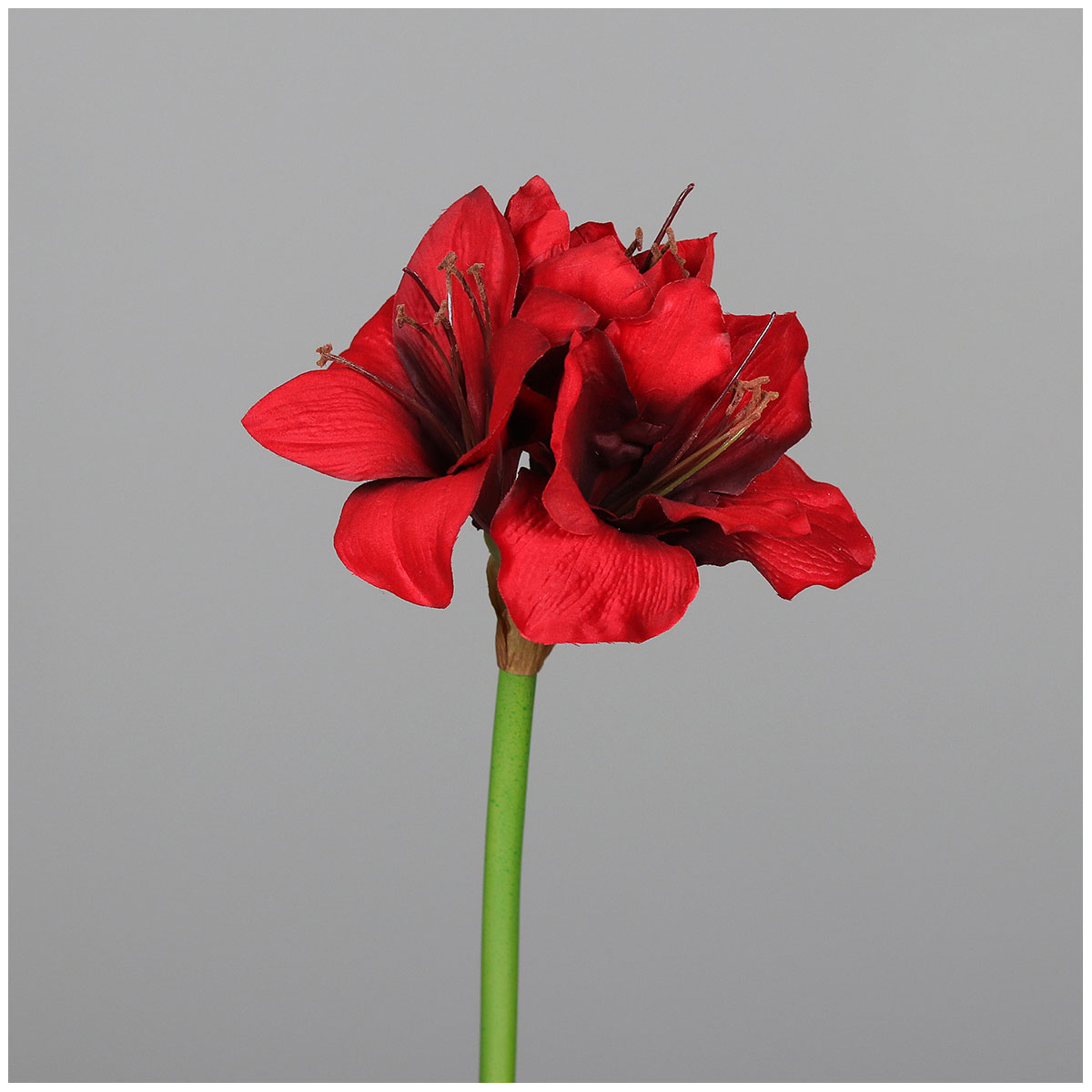 Amaryllis 50 cm red